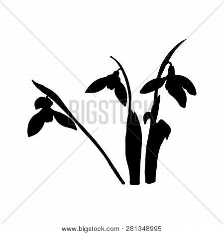 Snowdrop Spring Flowers Black Silhouette. Delicate Galanthus Nivalis Flower, Spring Symbols. Snowdro
