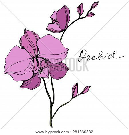 Vector Pink Orcid Floral Botanical Flower. Isolated Orchid Illustration Element.