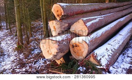 Stack a spruce logs. Damaged timber from The European Spruce Bark Beetle - Ips Typographus in Bohemian Forest. Firewood as a renewable energy source. Czech Republic, Central Europe.
