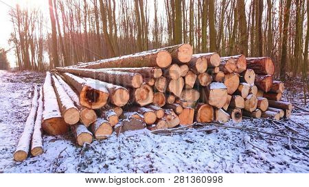Stack a spruce logs. Damaged timber from The European Spruce Bark Beetle - Ips Typographus in Bohemian Forest. Firewood as a renewable energy source. Czech Republic, Central Europe.
