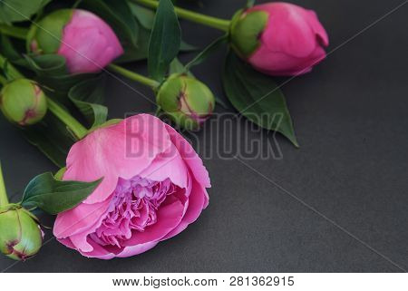 Peony Flowers And Buds On A Dark Background.