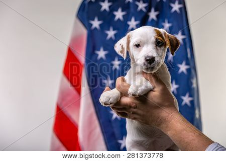 American Independence Day Concept, Cute Puppy Jack Russell Terrirer In Male Hands Pose In Front Of T