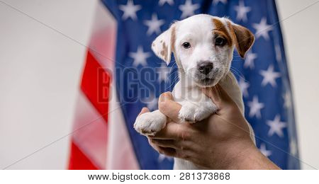 American Independence Day Concept, Cute Puppy Jack Russell Terrirer In Male Hands Pose In Front Of T