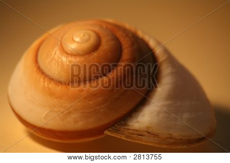 Snigel