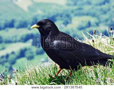 Pyrrhocorax Graculus, The Alpine Chough Or Yellow-billed Chough - Swiss Alps, Switzerland