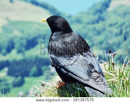 Pyrrhocorax Graculus, The Alpine Chough Or Yellow-billed Chough - Swiss Alps, Switzerland
