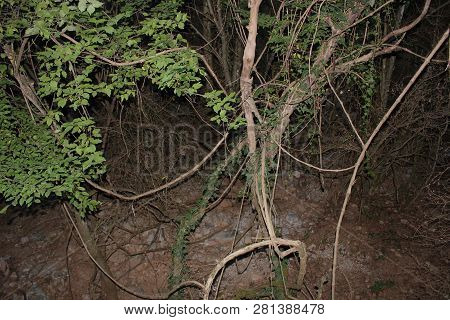 Dense Forest Next To The Agios Nikolaos Park Naousa Greece