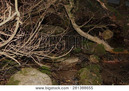 Dense Forest Next To The Agios Nikolaos Park Naousa Greece
