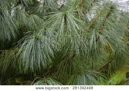 Water Drops On Long Pine Needles. Pine Branches In The Rain.