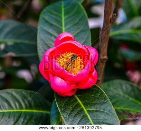 Camellia Sasanqua Flower With Leaves At A Garden.
