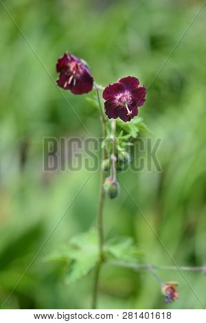 Black Widow - Latin Name - Geranium Phaeum