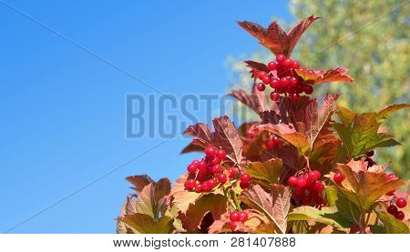 Top Of Viburnum Bush With Lot Of Hanging Ripe Red Berries And Green Leaves Over Clear Blue Cloudless