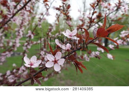 Five Petaled Flowers On Branch Of Prunus Pissardii In Spring