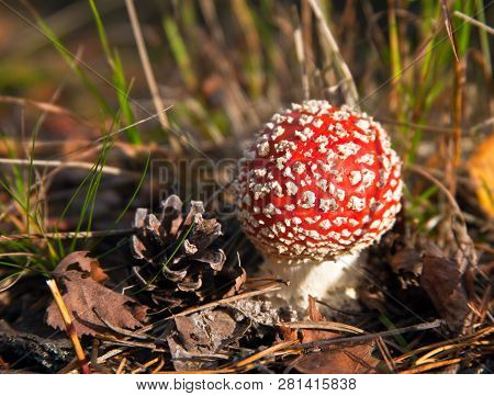 Poisonous Red Mushroom (muhomor) And Pine Cone In Autumn. Dangerous Forest Mushroom. Russia