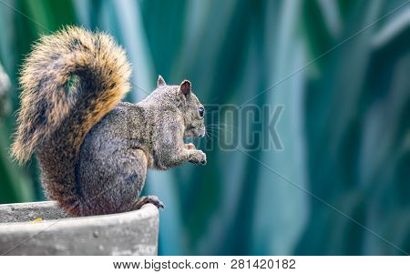 Beautiful Red-tailed Squirrel (sciurus Granatensis) Eating A Nut
