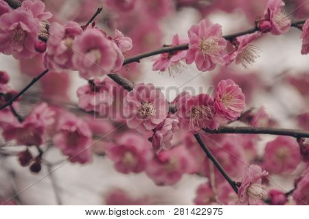 Tender Sakura In The Spring Forest,natural Background