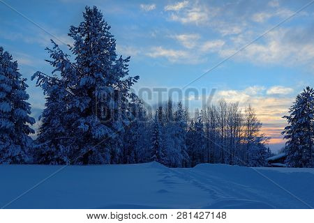 Snowy Fir On Background Of Sunset, Village Malye Karely, Arkhangelsk Region, Russia, A Fragment Of A