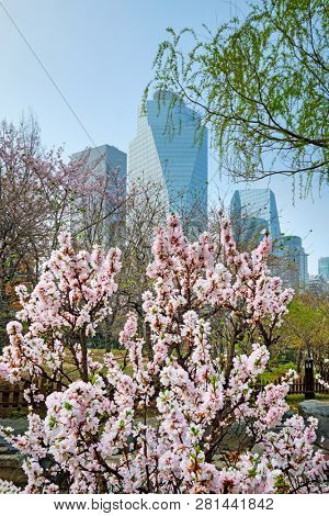 Blooming sakura blossoms flowers in Yeouido Park public park in Seoul, Korea