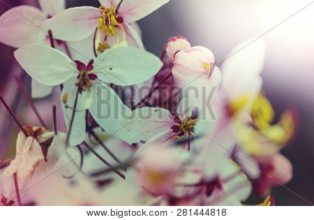 Cassia fistula tree blossom in spring season in the Hawaii, USA. Beautiful natural spring background.