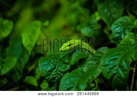 A Wild Green Snake In The Bush