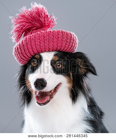 Close up portrait of cute young Australian Shepherd dog with open mouth on gray background. Beautiful adult Aussie in winter hat, looking at camera.