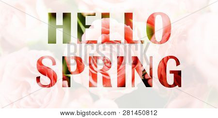Spring Background, Banner. The Inscription Hello Spring On The Background Of Pink Roses. Multiple Ex