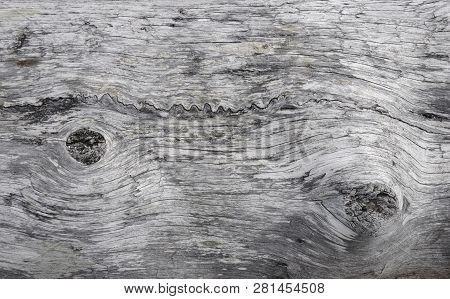 Close Up Of Old Weathered Log With Knotes
