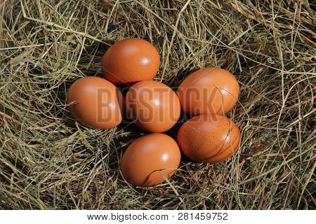 Six Eggs Lying On A Hay. Easter Or Village Theme.