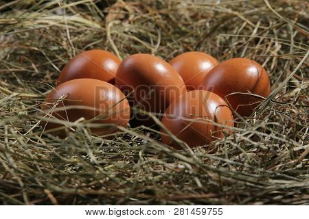 Six Eggs Lying On A Hay. Easter Or Village Theme.