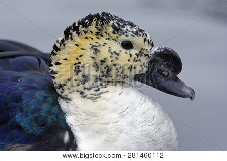 South American Comb Duck - Sarkidiornis Sylvicola 
Fron Central & South America