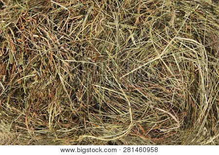 Hay Bedding. Dry Grass. Natural Underlay. Original Background.