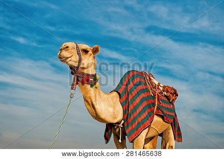 Camel Against Blue Sky. Camel Is Traditional Arab Deser Animal