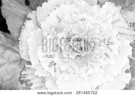 Ornamental Cabbage Plant Close Up. Beautiful Cabbage Harvest. Decorative Cabbage With White Leaves T