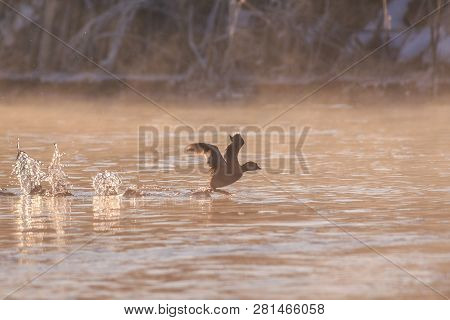 Eurasian Coot (fulica Atra) In Flight. Location: Comana Natural Park, Romania