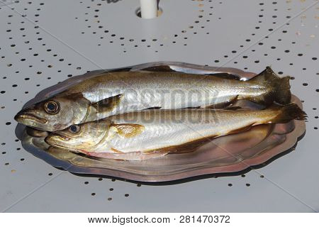 Pollacks On Pewter Dish After Fishing In Brittany