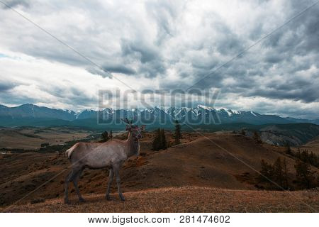 Maral deer in Kurai steppe and North-Chui ridge of Altai mountains, Russia. Cloud day.