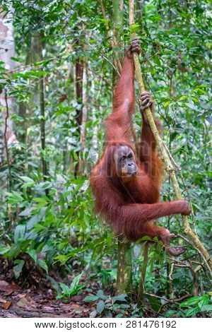 Orangutan In Jungle Portrait. Semi-wild Female Orangutan In Jungle Rain Forest  Of Bukit Lawang, Nor