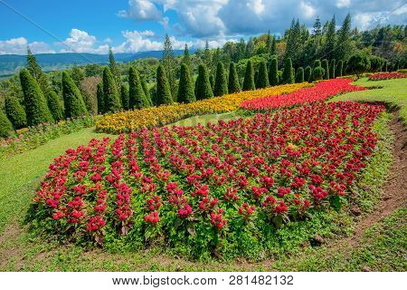 Pine Tree Garden / Flower And Garden On Hill With Pine Trees For Christmas - Landscape Plateau On Mo