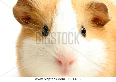 Morče Closeup přes bílý