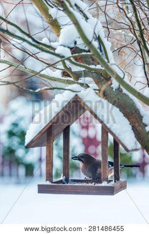 Small birds near wooden feedbox in winter time
