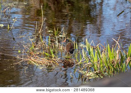 Common Gallinule Waterfowl Gallinula Galeata