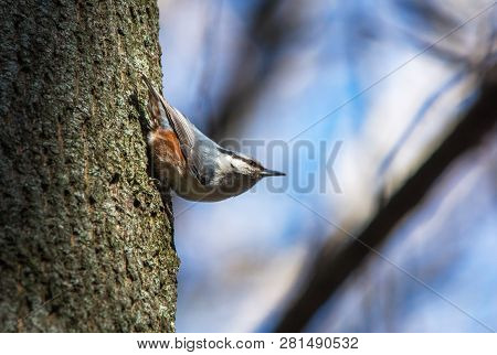Extreme Close Up Of Eurasian Nuthatch, Wood Nuthatch (sitta Europaea) On Tree Trunk