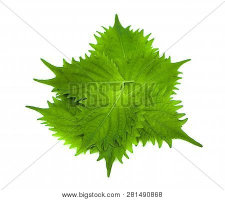 Fresh Green Shiso Leaf On White Background