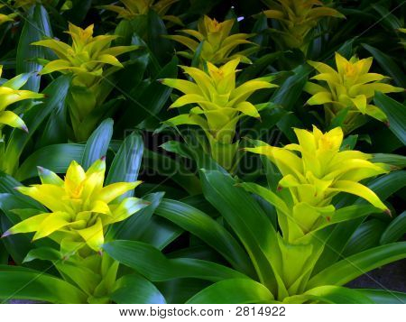 Guzmania