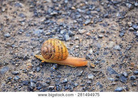 Macro View Of Common Brown Garden Snail (cornu Aspersum) Which Is A Species Of Land Snail. A Terrest