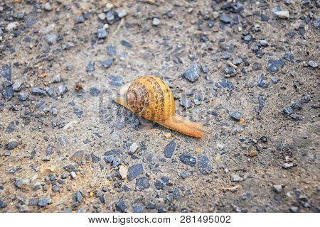 Macro View Of Common Brown Garden Snail (cornu Aspersum) Which Is A Species Of Land Snail. A Terrest