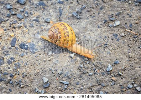 Macro View Of Common Brown Garden Snail (cornu Aspersum) Which Is A Species Of Land Snail. A Terrest
