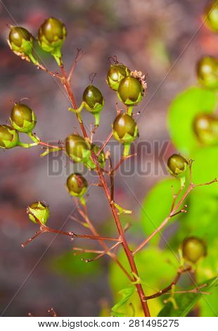 South Florida Green Berries On A Plant With Brown Twigs With A Multi Color Follage Blurred Backgroun