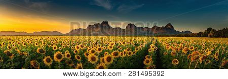 Panorama Landscape Of Sunflowers Blooming In The Field., Beautiful Scene Of Agriculture Farming On M
