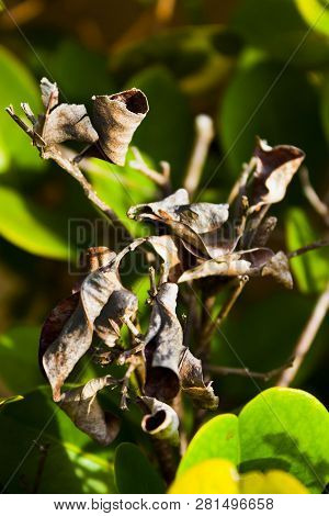 South Florida Plant With Brown Dry Leaves And A Green Leaf Follage Background. Green Follage And Lea